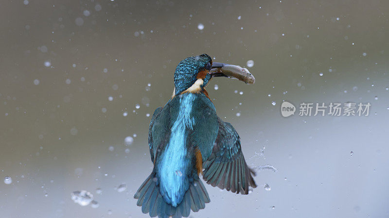 翠鸟捕鱼(Alcedo atthis)